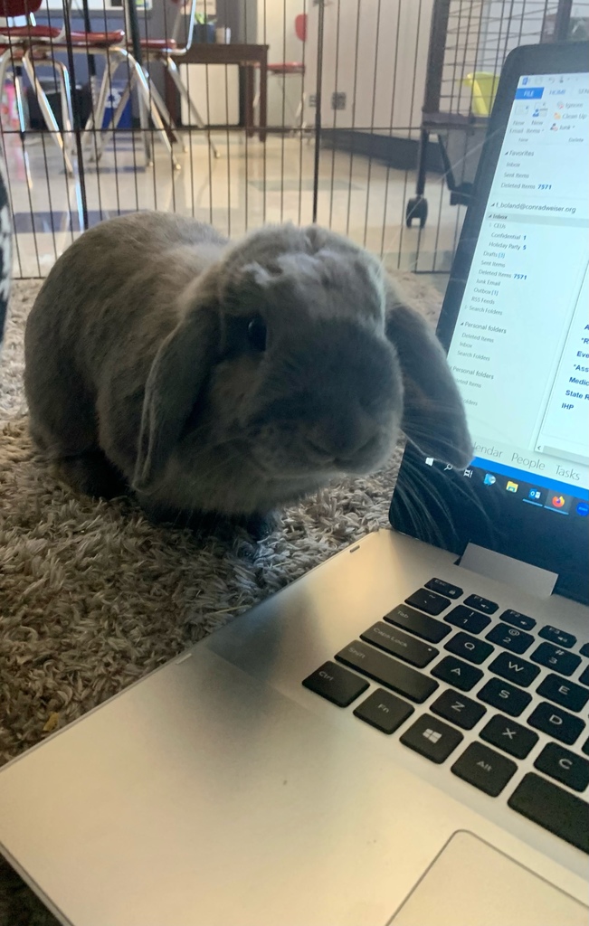 bunny 1